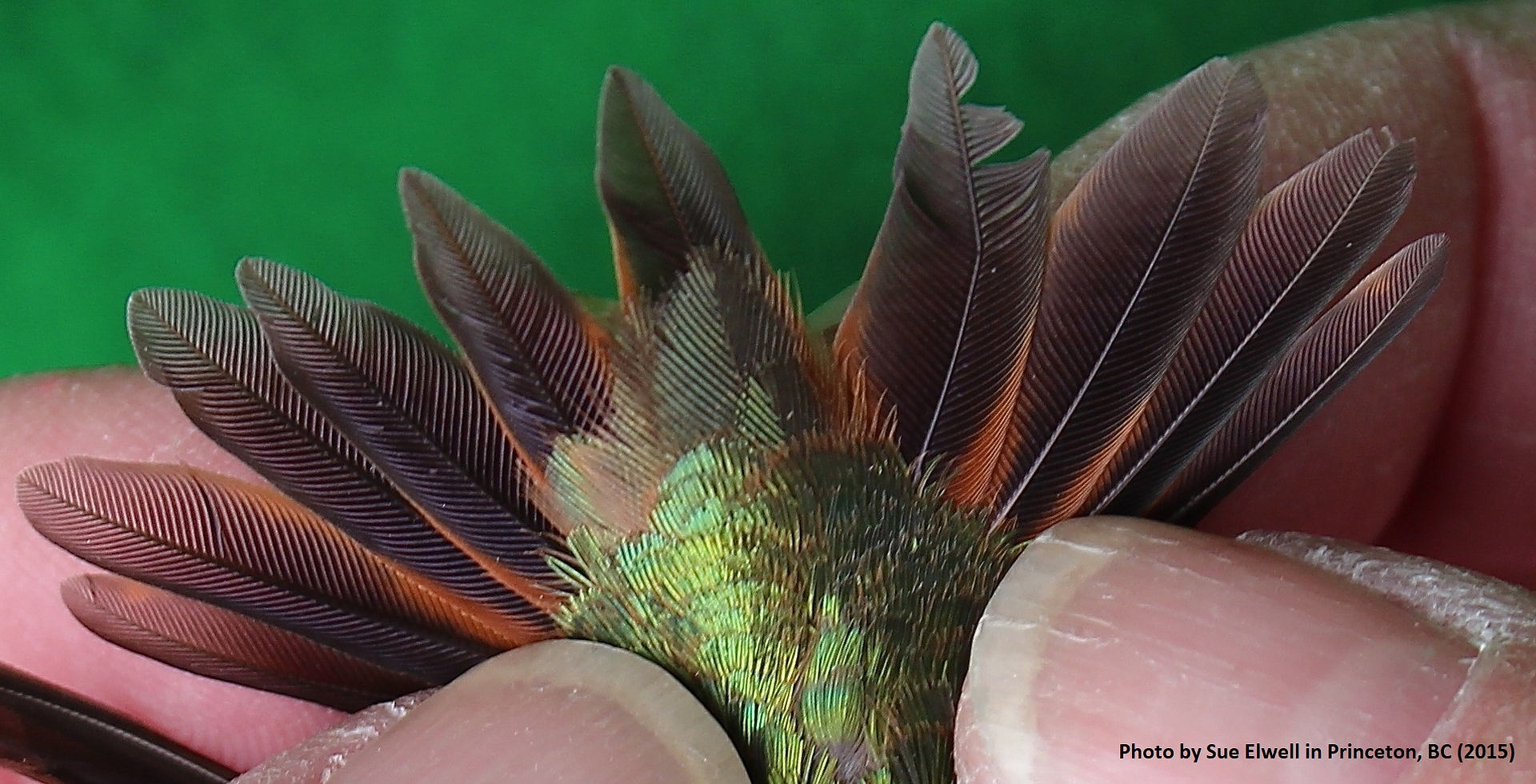 checking the bird's tail feathers