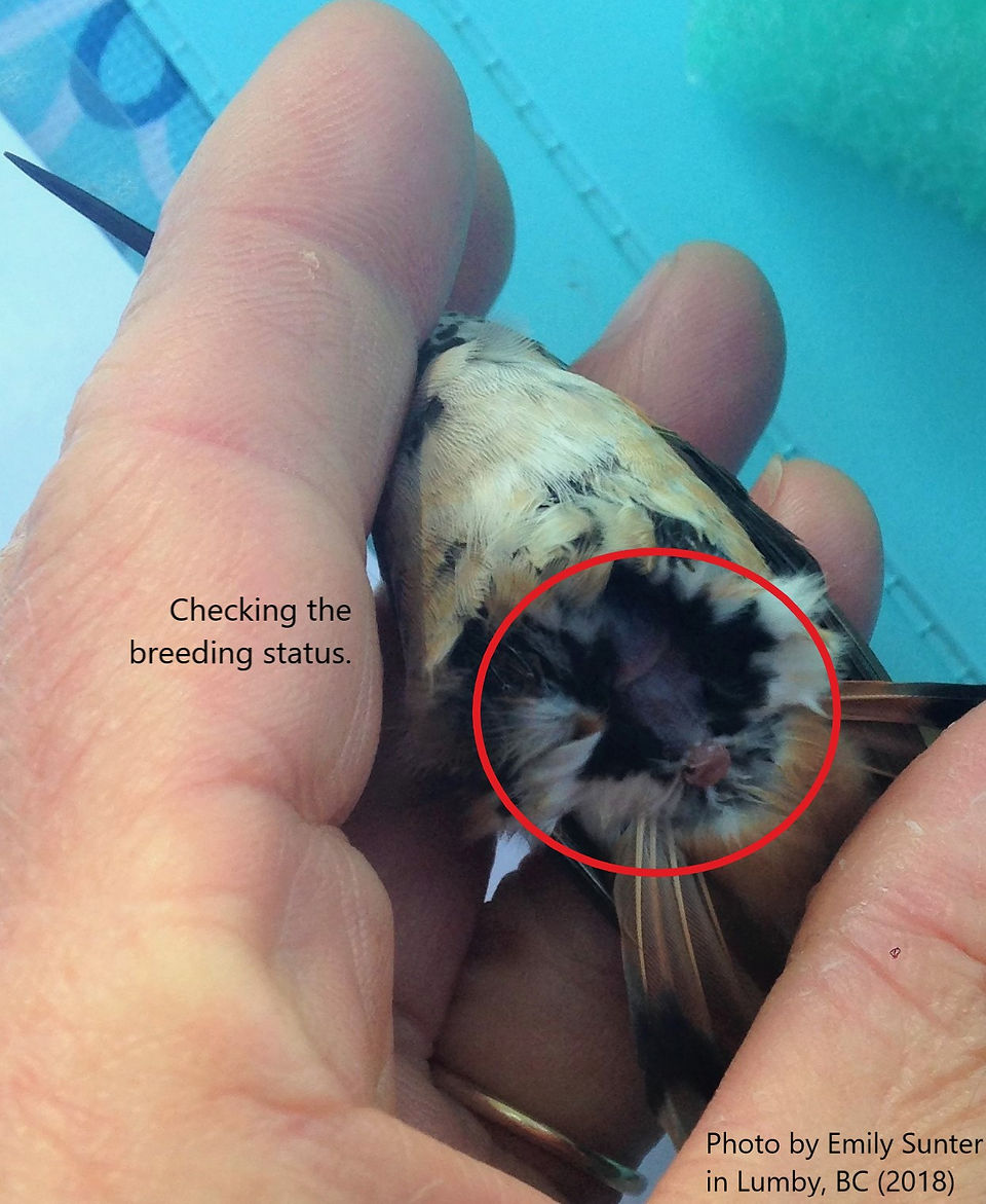 checking the breeding status