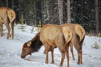 photo of grazing wapiti/elk