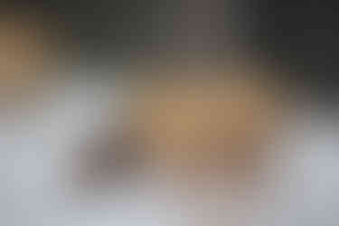 photo of grazing wapiti/elk