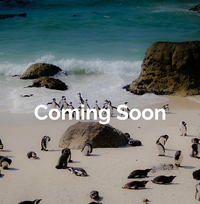 Penguins at Boulders Beach_edited.jpg