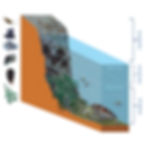 Desenho mostrando a zonação no costão. Há um corte longitudinal do costão e debaixo pra cima há o infralitoral, mostrando uma tartaruga, alguns peixes e algas. Logo acima, o mesolitoral, onde ficam os organismos que podem ficar um tempo sem água quando em maré baixa. E acima desse, o supralitoral, que fica exposto ao sol. No lado esquerdo da imagem, há desenhos de organismos que compreendem cada uma dessas zonas.