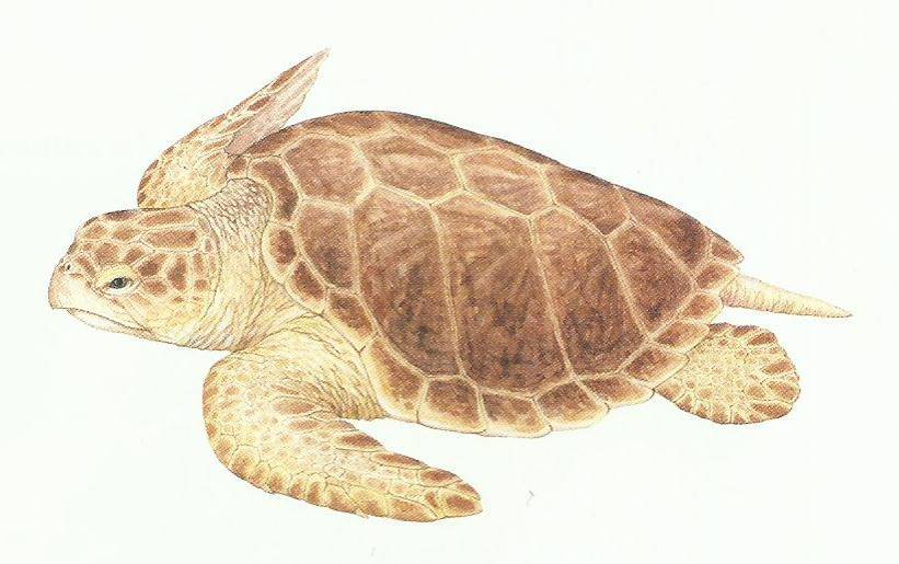 Desenho de uma tartaruga cabeçuda de coloração amarronzada, casco com cinco placas laterais.