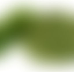 Neem Tea: Traditional Uses, Potential Benefits, and Important Considerations
