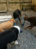 Big dogs playing tug