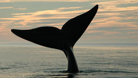 Whale Tales
