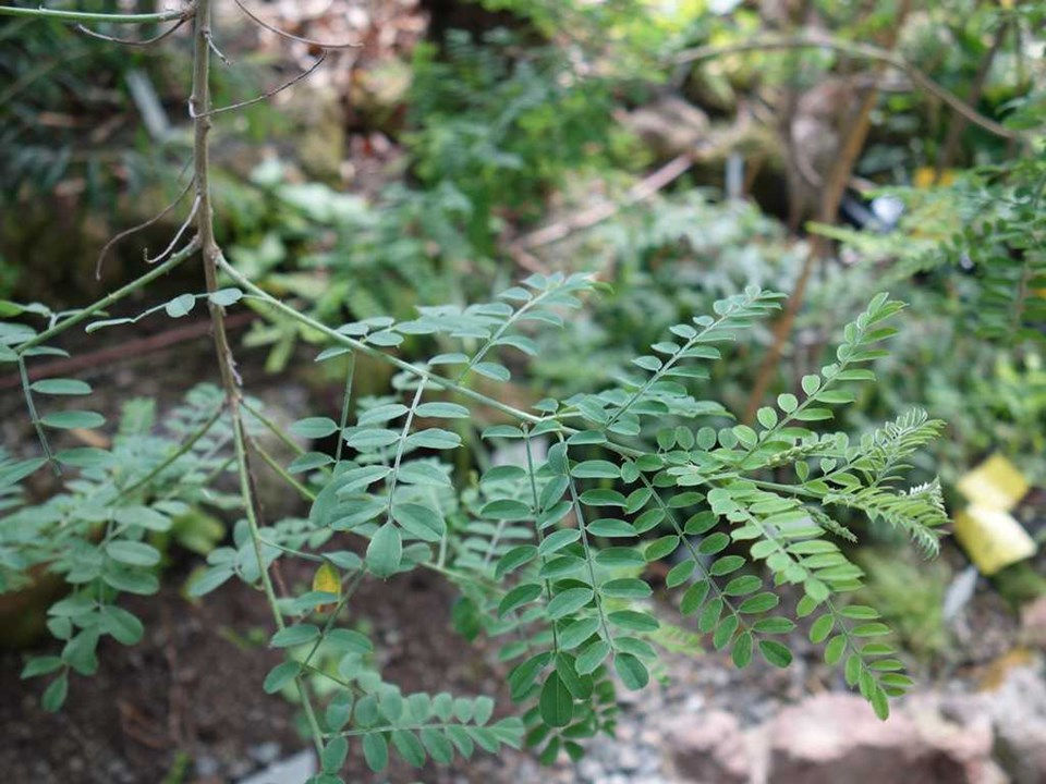Indigofera tinctoria