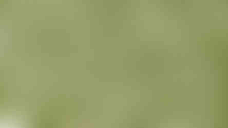 Softcut lino slipping