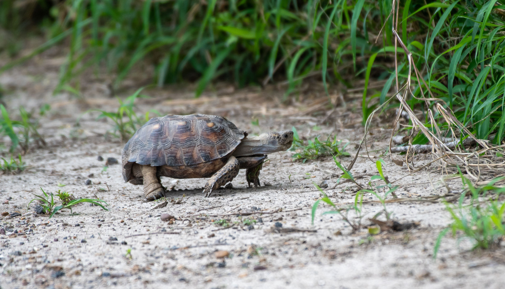 Texas Tortoise, small tortoise walking on bare dirt