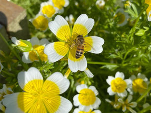 World Bee Day 🐝
