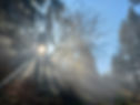 Arbre soleil.jpg