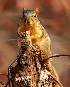 Squirrel 3_edited.jpg