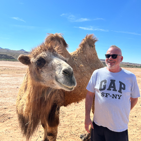 A Quirky Escape to Mesquite's Camel Safari