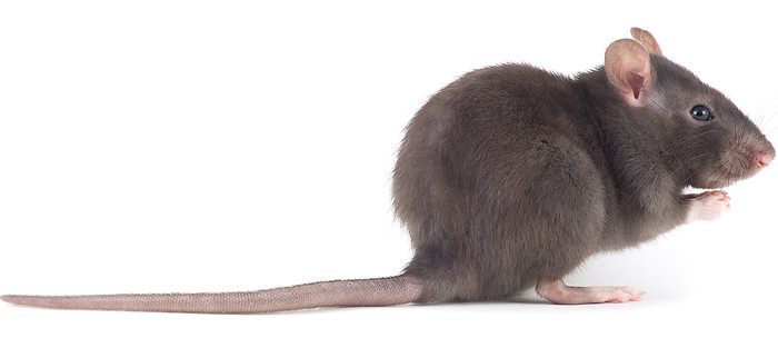 pest control adelaide