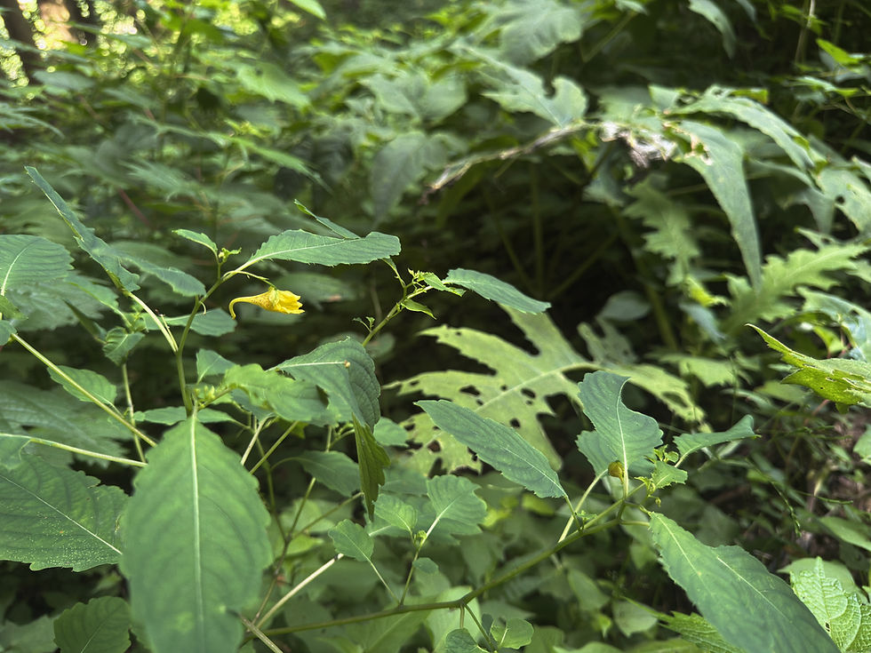 釣船草 茶花
