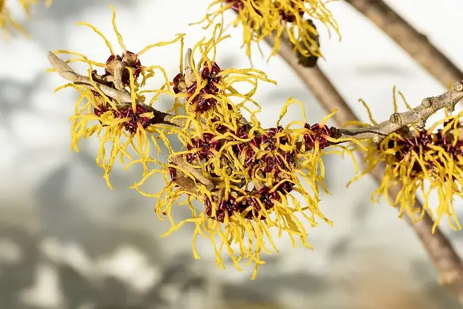 hamamelis-mollis-witch-hazel-winter-spring-flowering-tree-shrub-plant-which-has-highly-fra