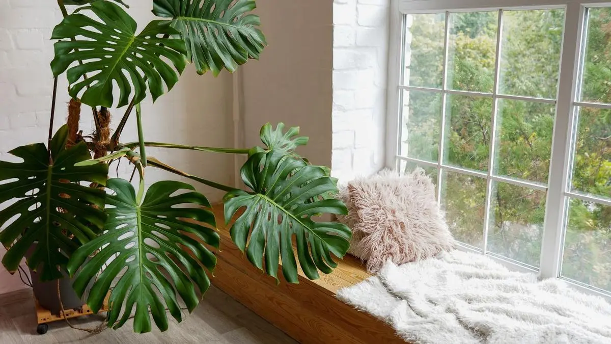 El rol de los elementos naturales en la decoración