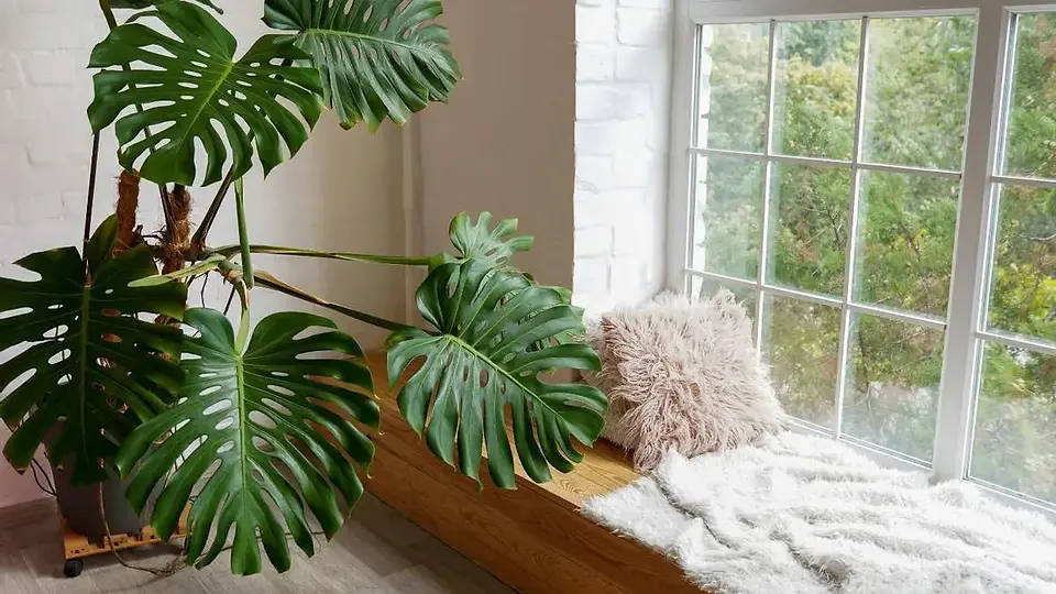 El rol de los elementos naturales en la decoración