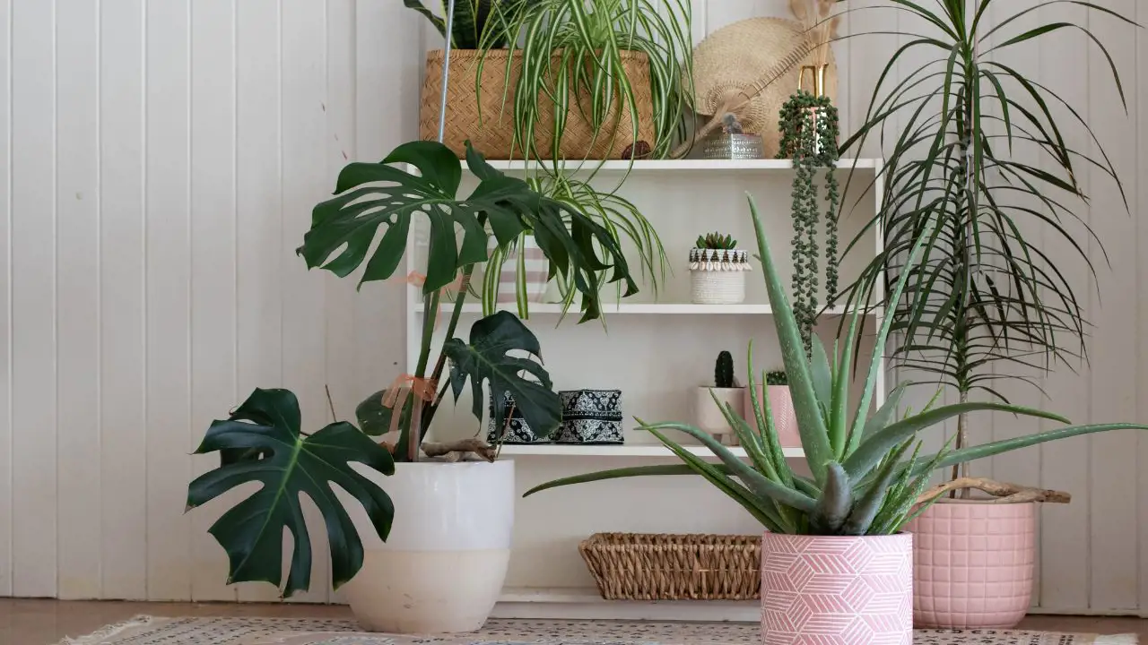 El rol de los elementos naturales en la decoración