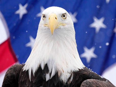 Байден официально присвоил белоголовому орлану статус национальной птицы США