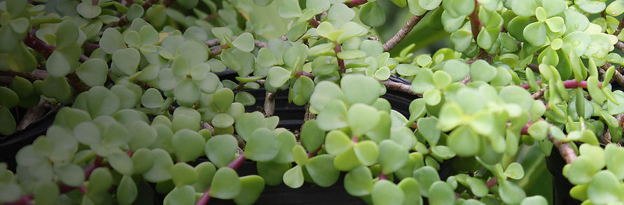 Consultation (1).jpg