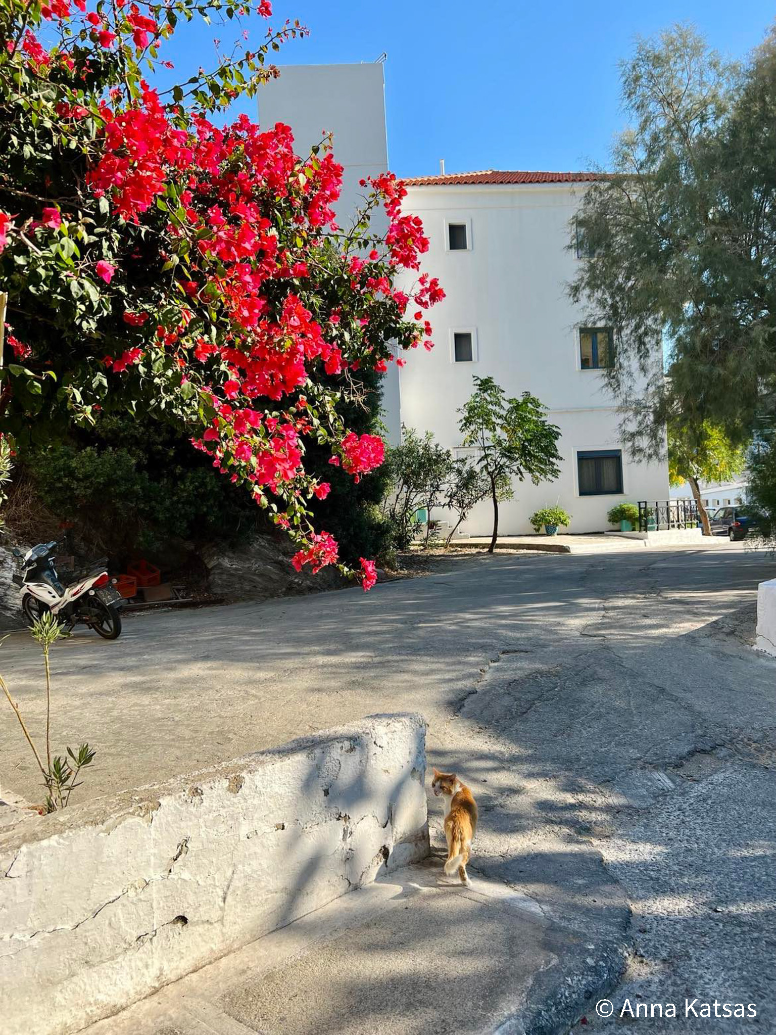 Greece Cat Pink Flowers