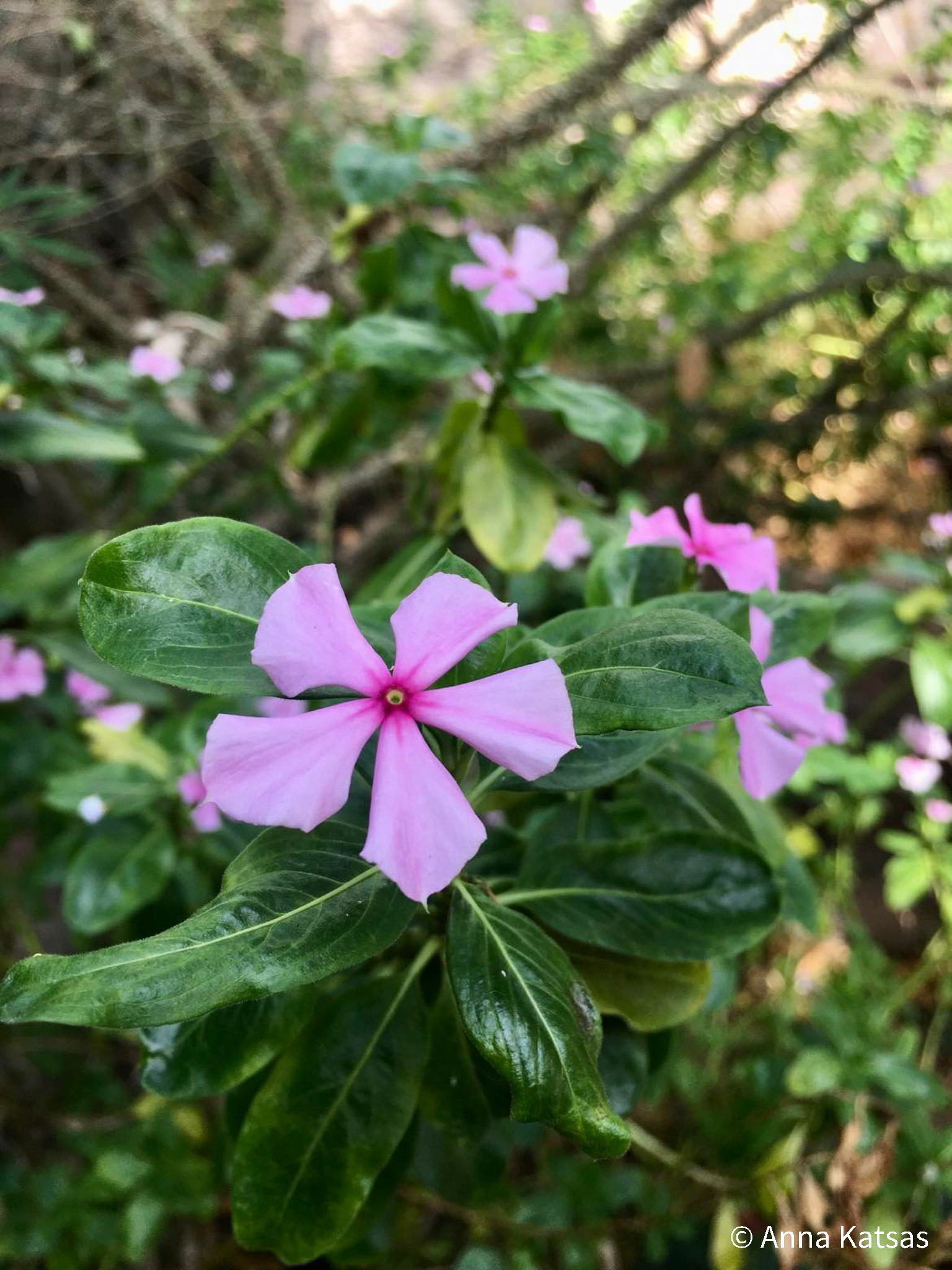 Madagascar Periwinkle Pink Flowers Cleveland Botanical Garden