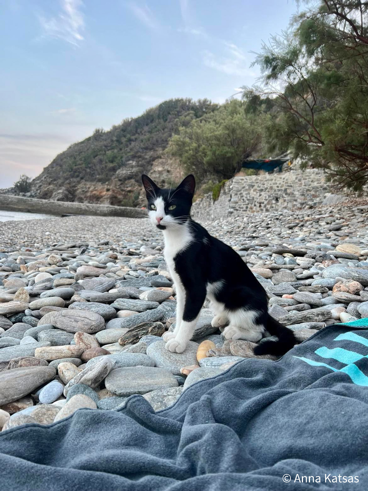 Black and White Cat on Beach Ikaria Greece