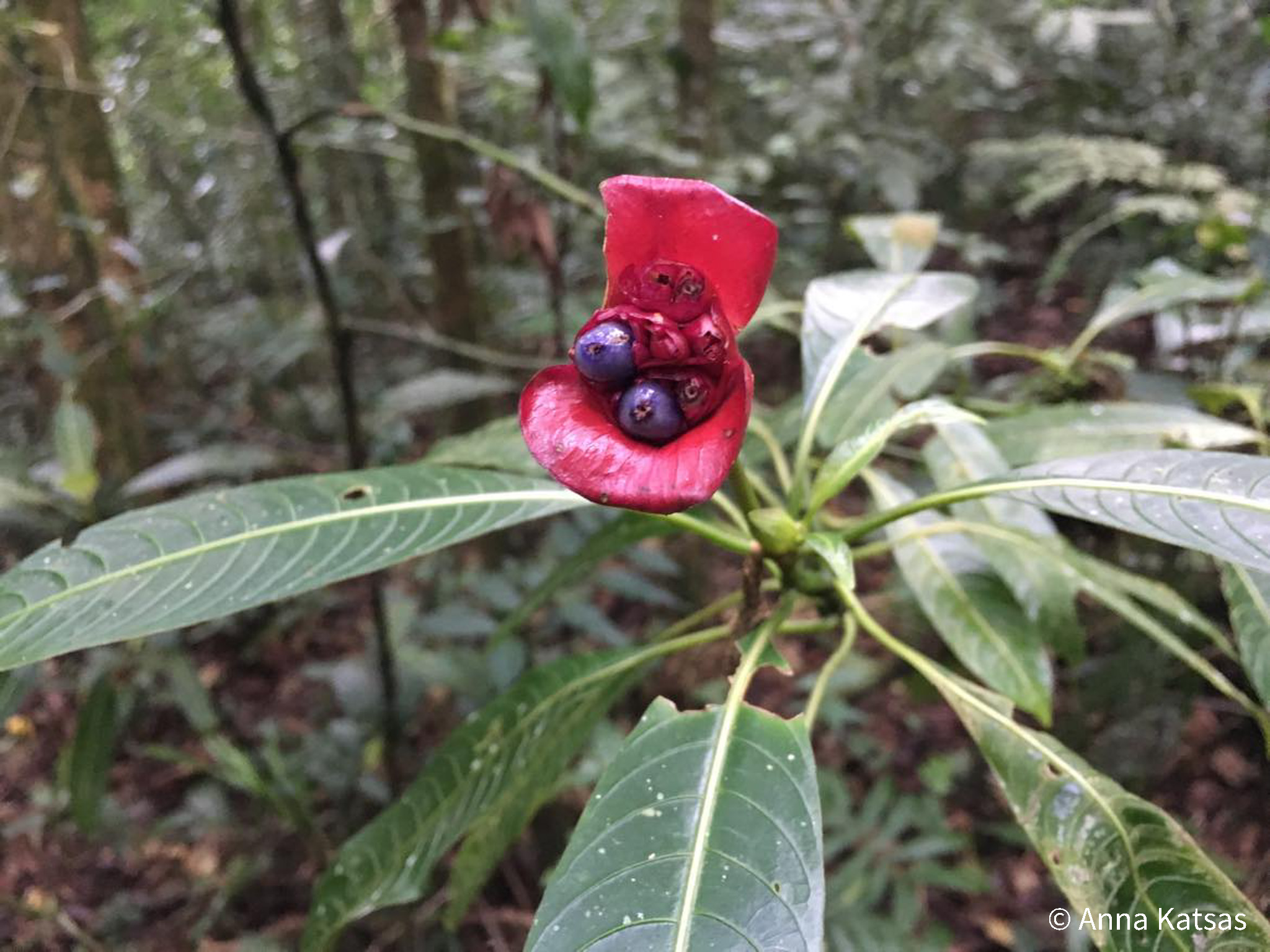 Psychotria Elata Monte Verde Cloud Forest Costa Rica