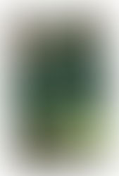 Nouvelle publication du réseau RHL !