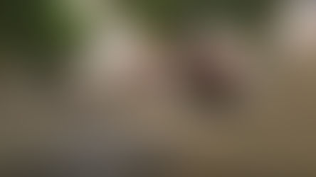 Fouilles des vestiges de l'abbaye de Saint-Martial de Limoges