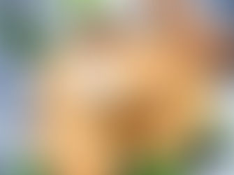 Bulgur Frikadellen für Aladdin