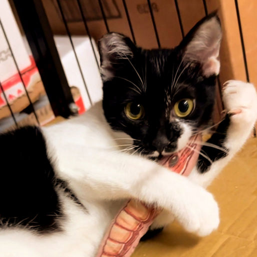 又見子宮蓄膿(內有手術照片請慎入)