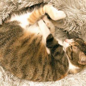 2026年春節休診公告