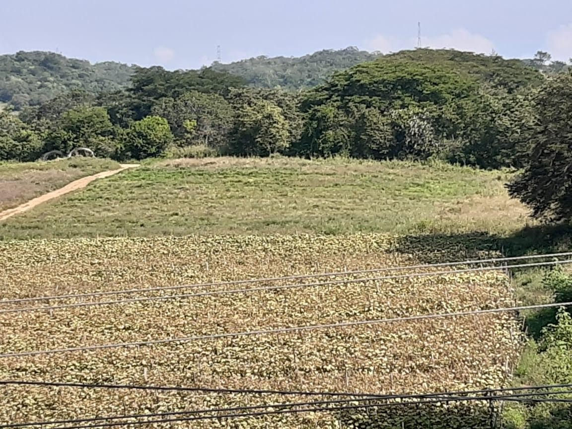 4.5 Manzanas en Sanarate