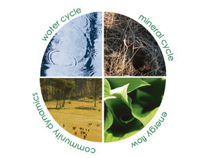 The Four Ecosystem Processes: Soil Health’s Greatest Hits
