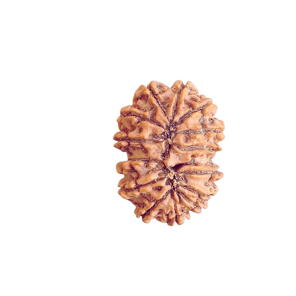 Thumbnail: Fourteen Mukhi Rudraksh Beads - Nepal