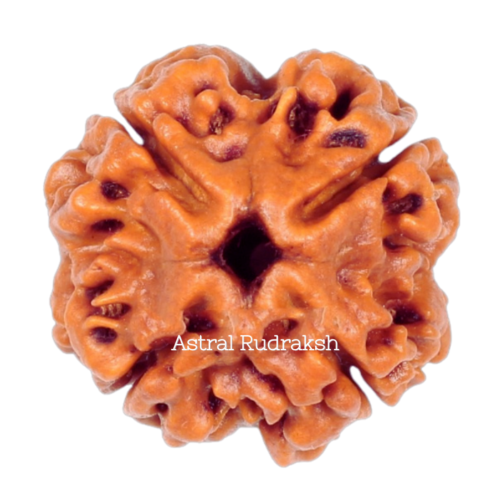 Four Mukhi Rudraksh Bead Nepali