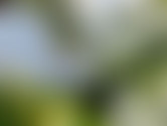 White Virgin Tea Is Called “Virgin” Because Leaves Are Left Almost Untouched