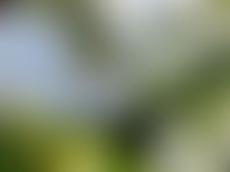 White Virgin Tea Is Called “Virgin” Because Leaves Are Left Almost Untouched