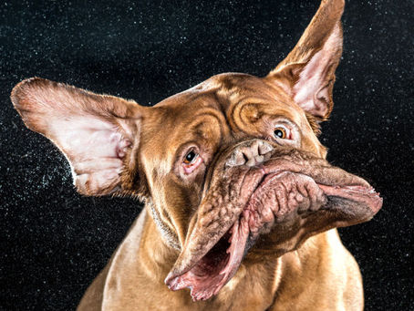 Shake, Rattle & Roll – Doggie Style
