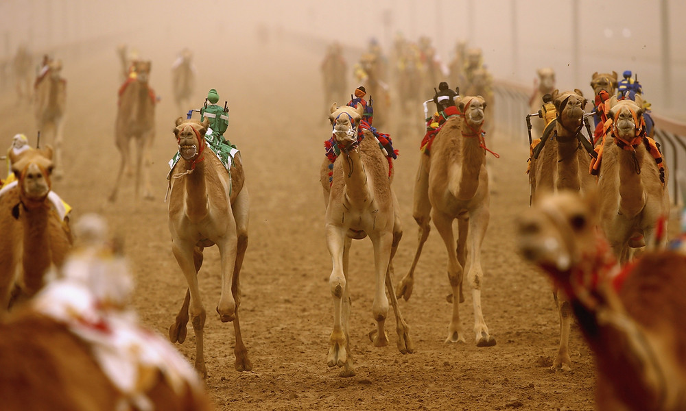 DUBAI, UNITED ARAB EMIRATES - APRIL 02: Robotic jockeys control camels during Al Marmoom Heritage Festival at the Al Marmoom Camel Racetrack on April 2, 2015 in Dubai, United Arab Emirates. The festival promotes the traditional sport of camel racing within the region. (Photo by Francois Nel/Getty Images)