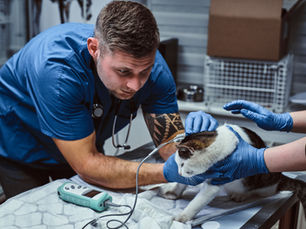 11 Reasons to Consider In-Home Pet Euthanasia