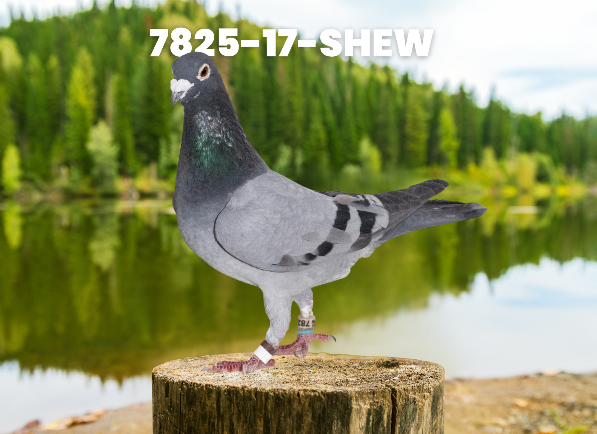 Lot42 - 7825-17-SHEW Stichelbaut