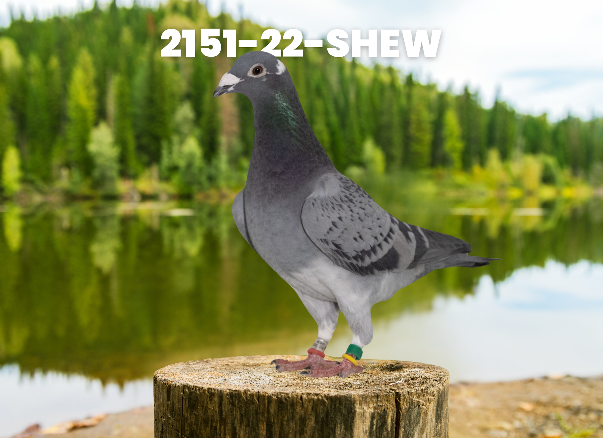 Lot17 - 2151-22-SHEW VR-Kloeck & Havenith