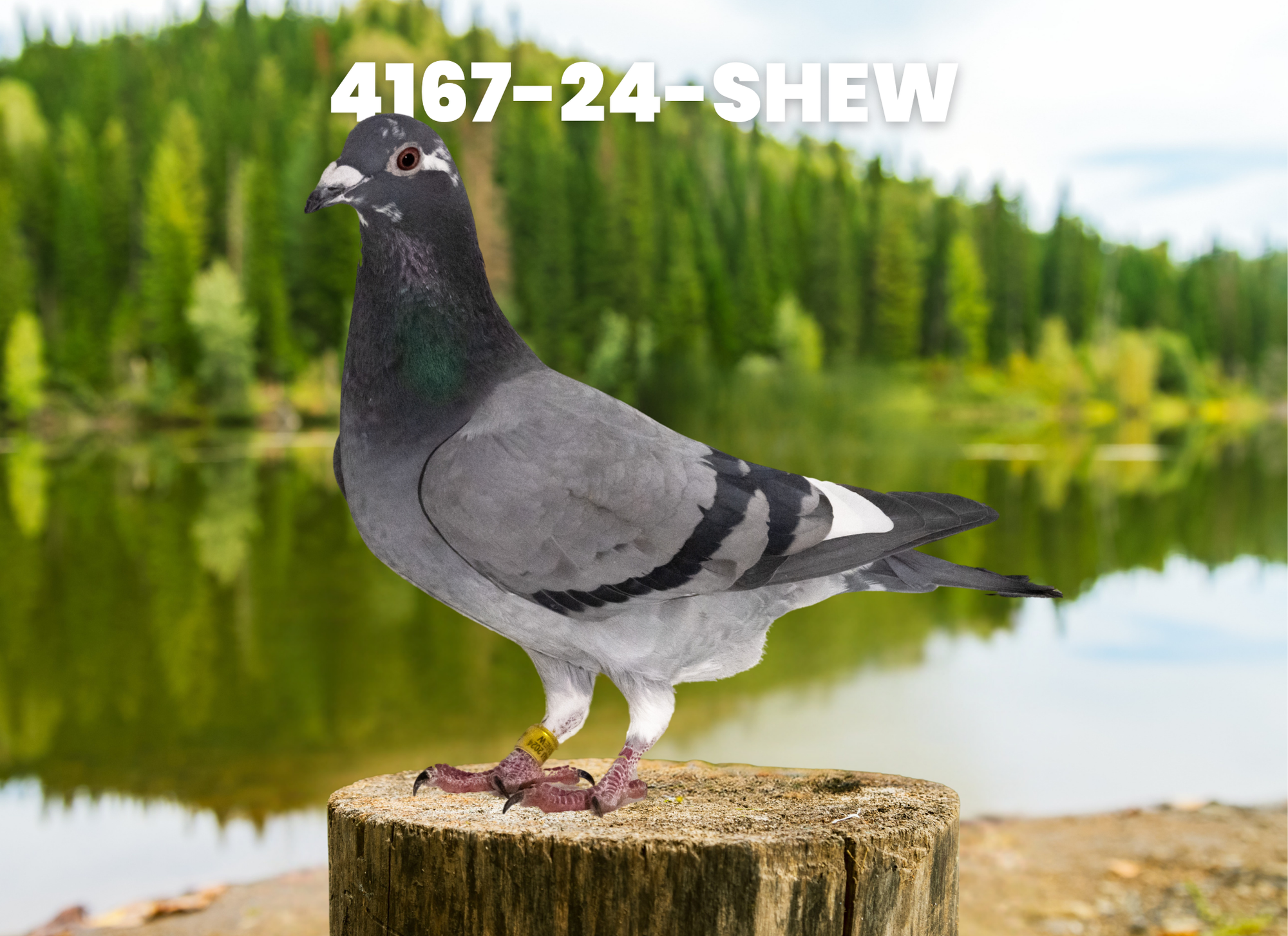 Lot36 - 4167-24-SHEW Stichelbaut