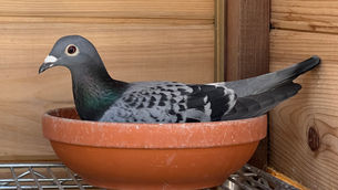 How to Prepare Your Pigeons for a Healthy Breeding Season