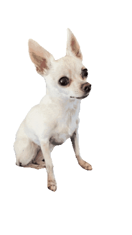 dog.gif