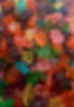 Bag of Gummy Bears