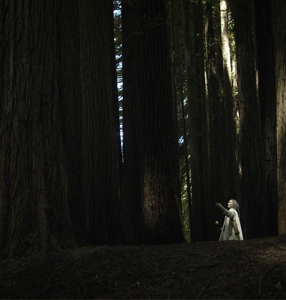Michelle standing in the redwood forest, looking up.